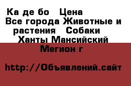 Ка де бо › Цена ­ 25 000 - Все города Животные и растения » Собаки   . Ханты-Мансийский,Мегион г.